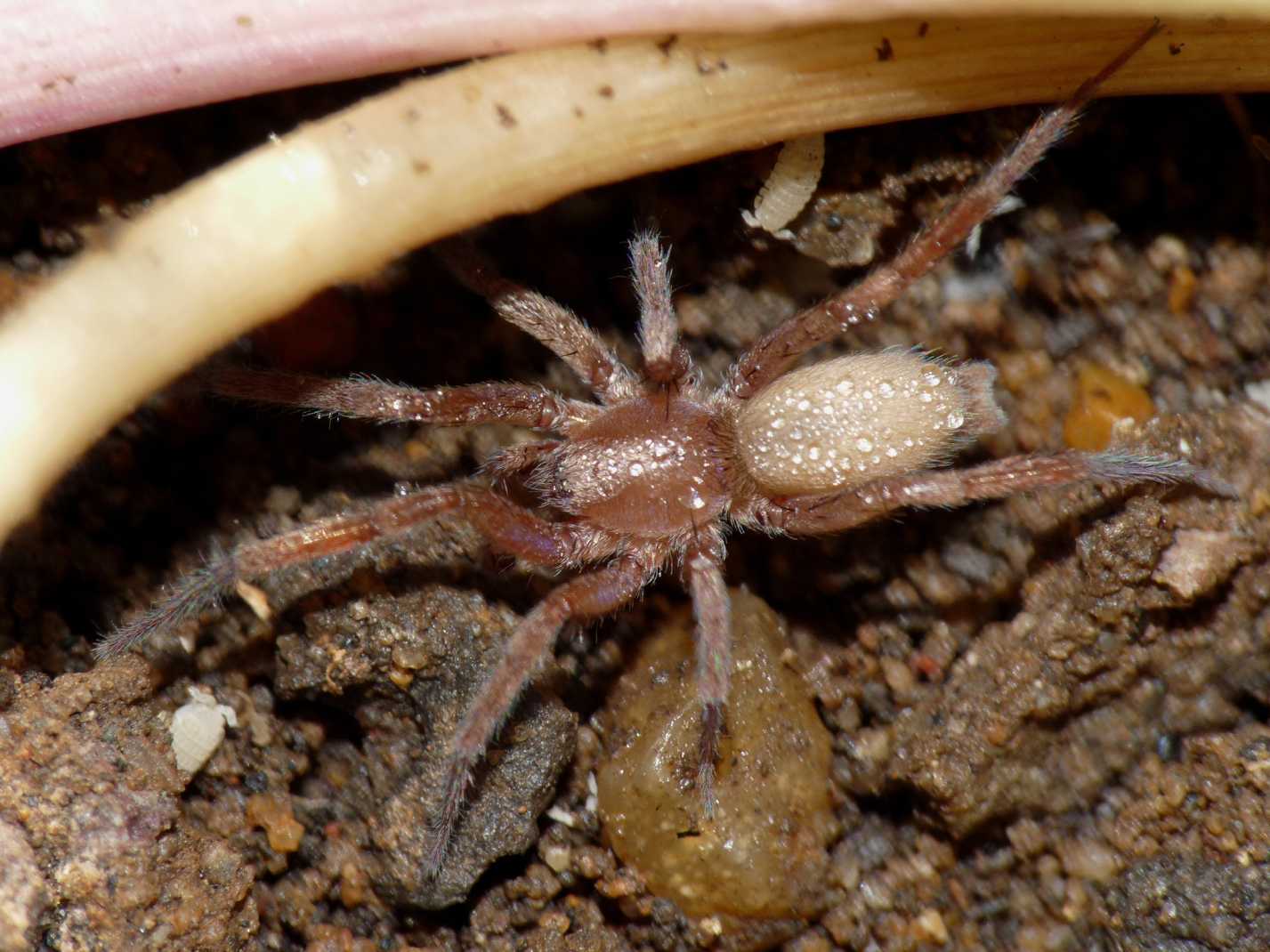 Ragni insieme a formiche Messor ibericus (Anagraphis ochracea)